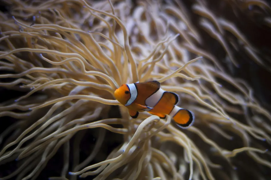 A clownfish in a sea anemone