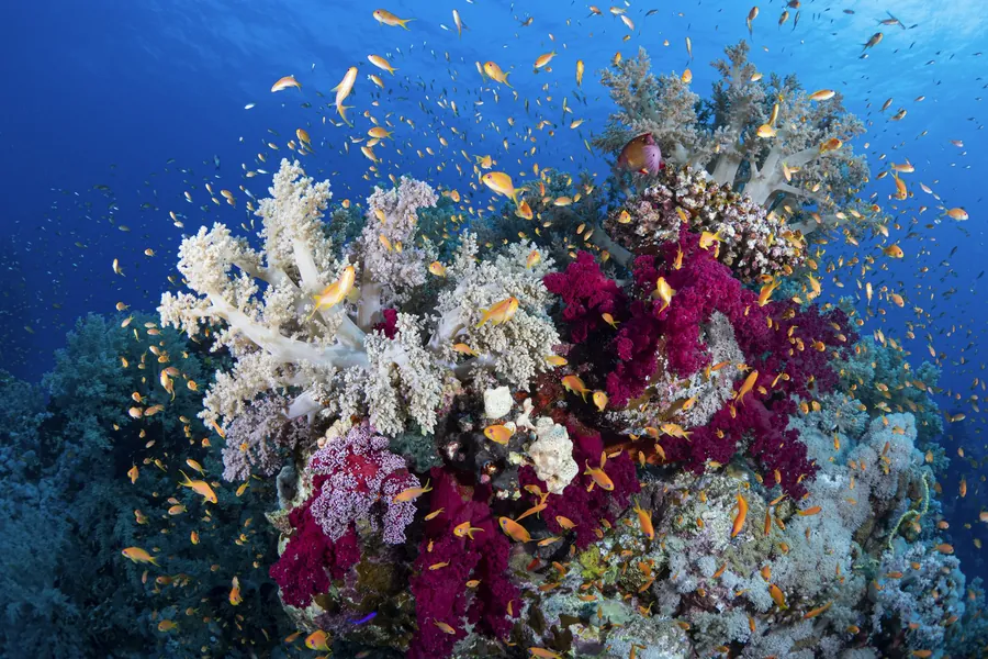 Fish swimming over a colorful soft coral reef