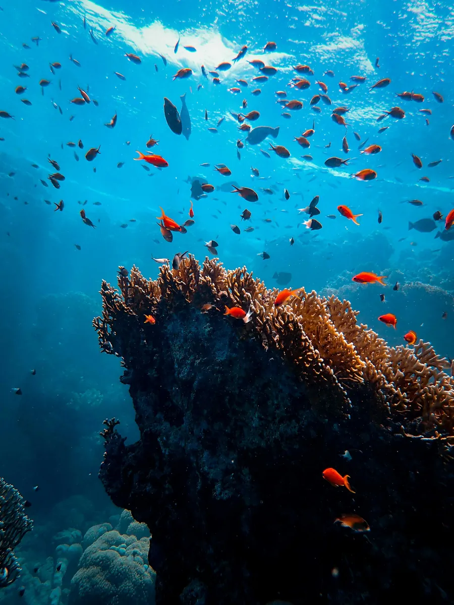 Small orange fish around a coral head