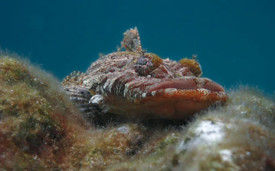 A crocodile fish resting on a rock