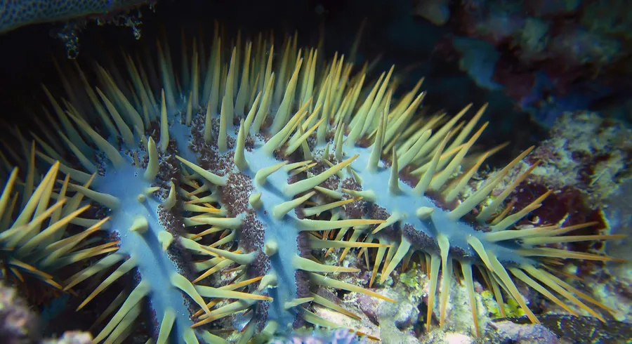 A crown-of-thorns sea star on the reef