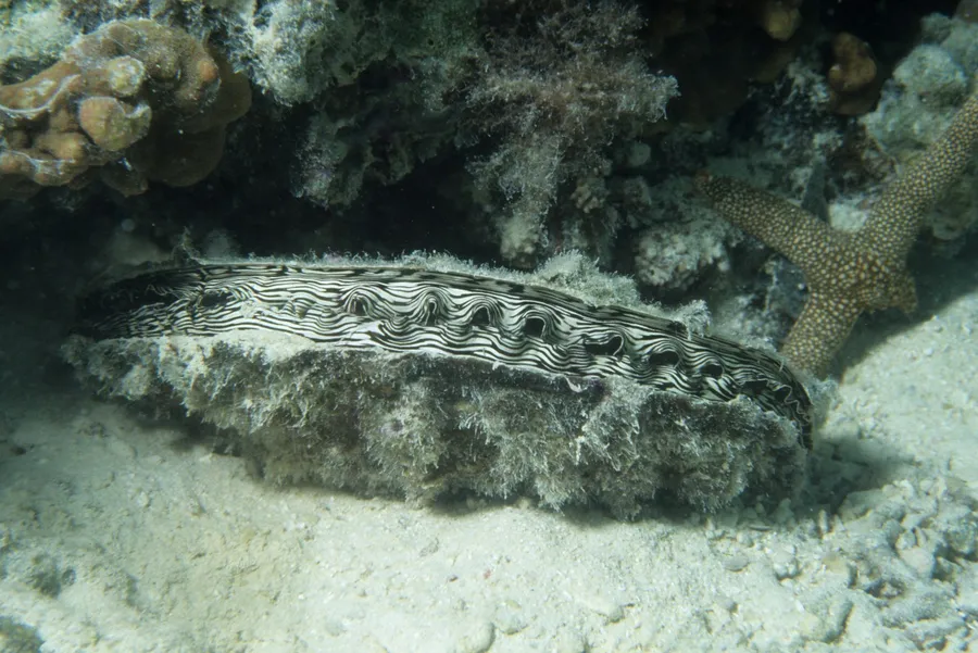 A sea cucumber resting on sand under the reef