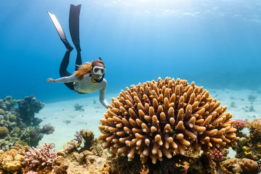 A diver swimming over a large coral head