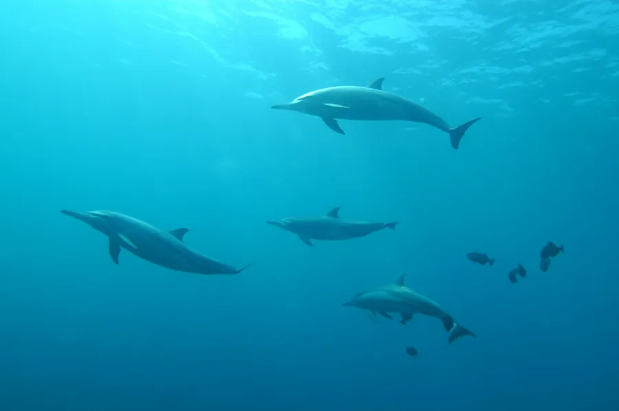 A pod of dolphins swimming in turquoise water