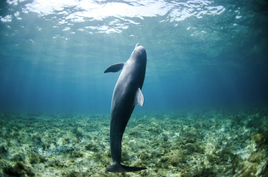 A dolphin swimming over a sandy seabed
