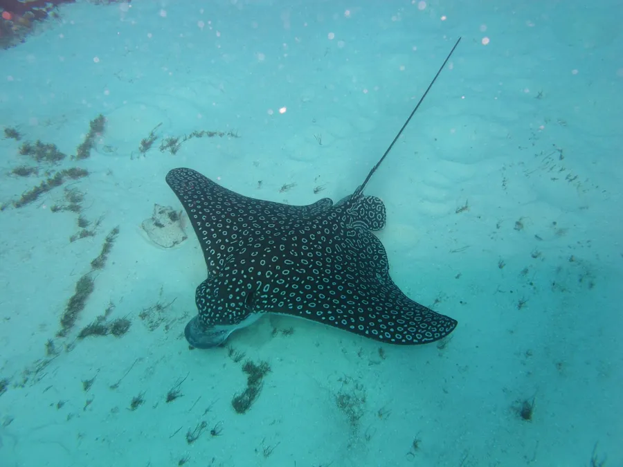 A spotted eagle ray gliding over pale sand