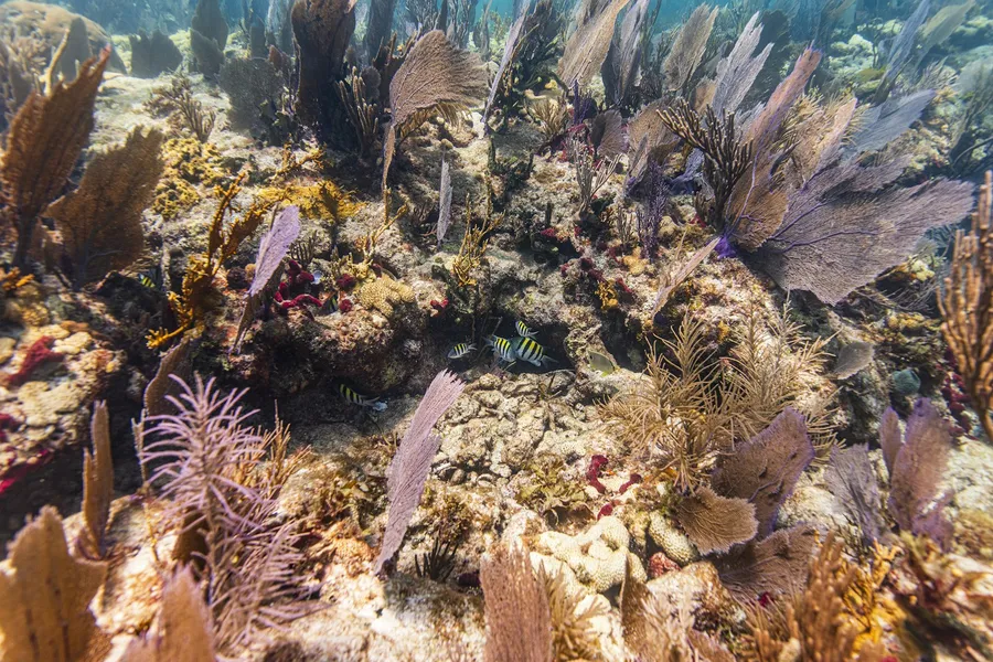 Sea fans and soft corals on a Caribbean reef