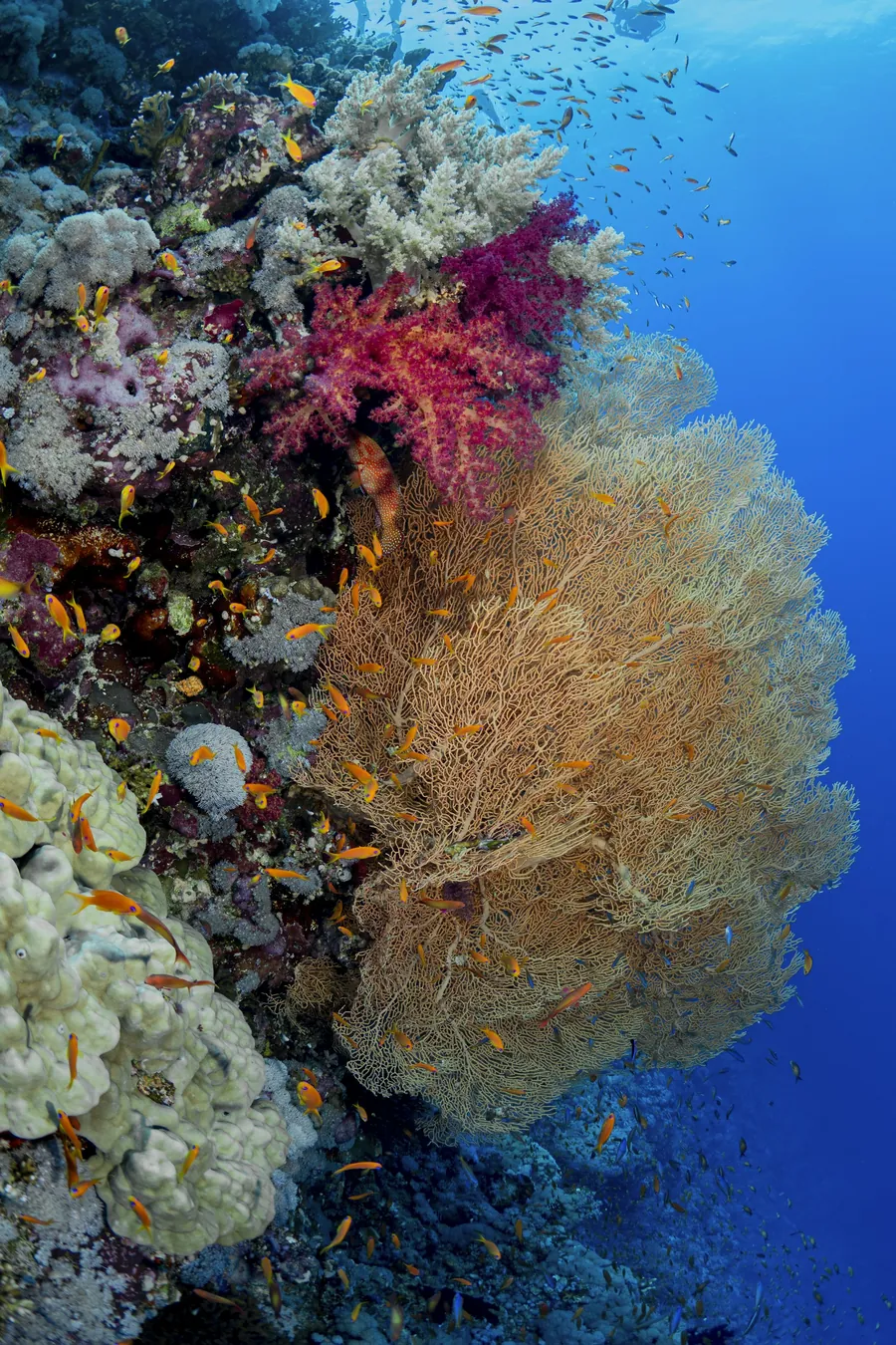 A sea fan and soft coral on a reef wall