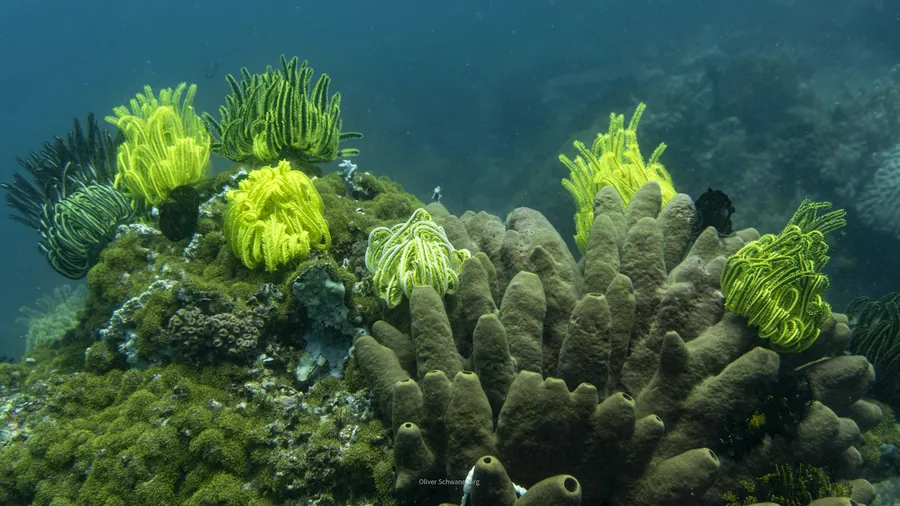 Yellow feather stars on top of a reef