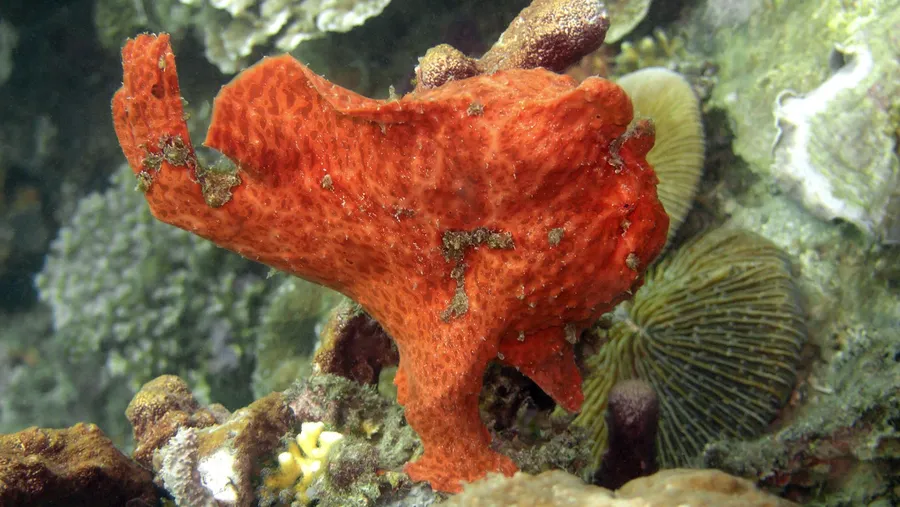 A red frogfish sitting on the reef