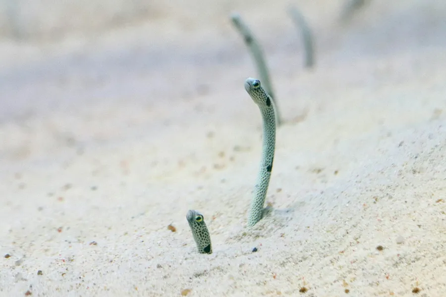 Garden eels rising out of the white sand