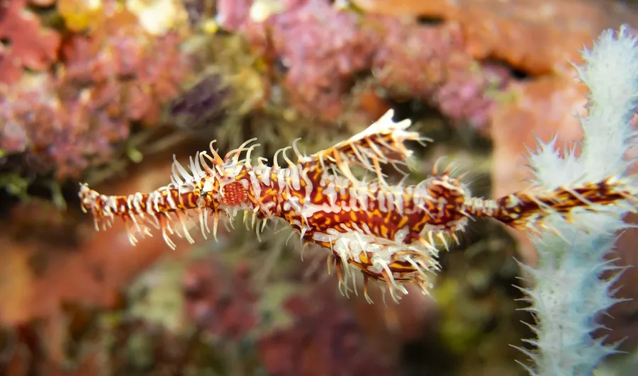 An ornate ghost pipefish against pink coral