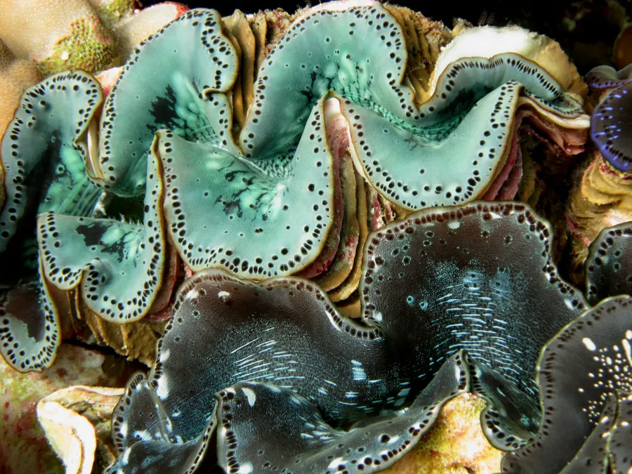 The wavy blue and green lip of a giant clam