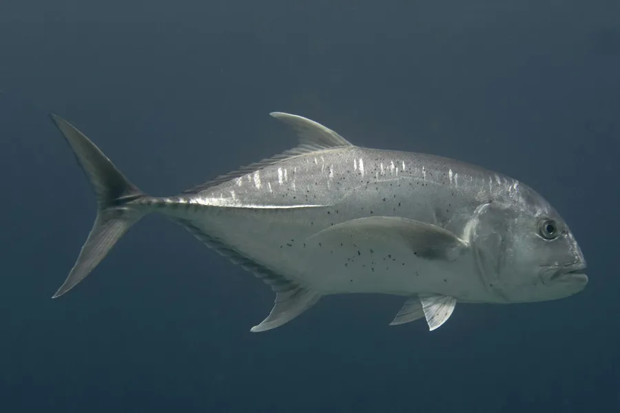 A giant trevally swimming in blue-gray water
