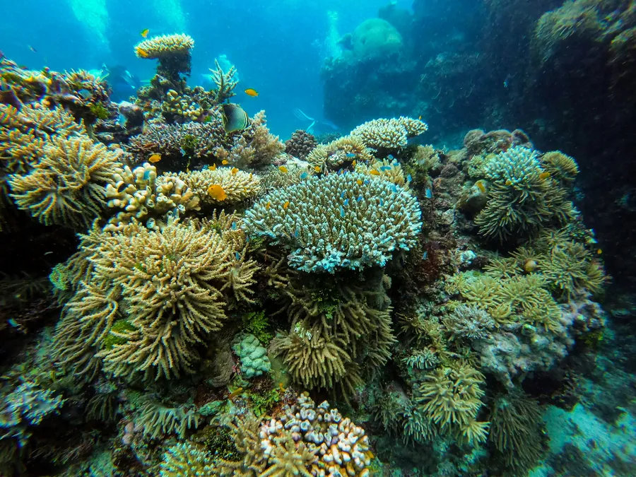 A green coral reef under clear water
