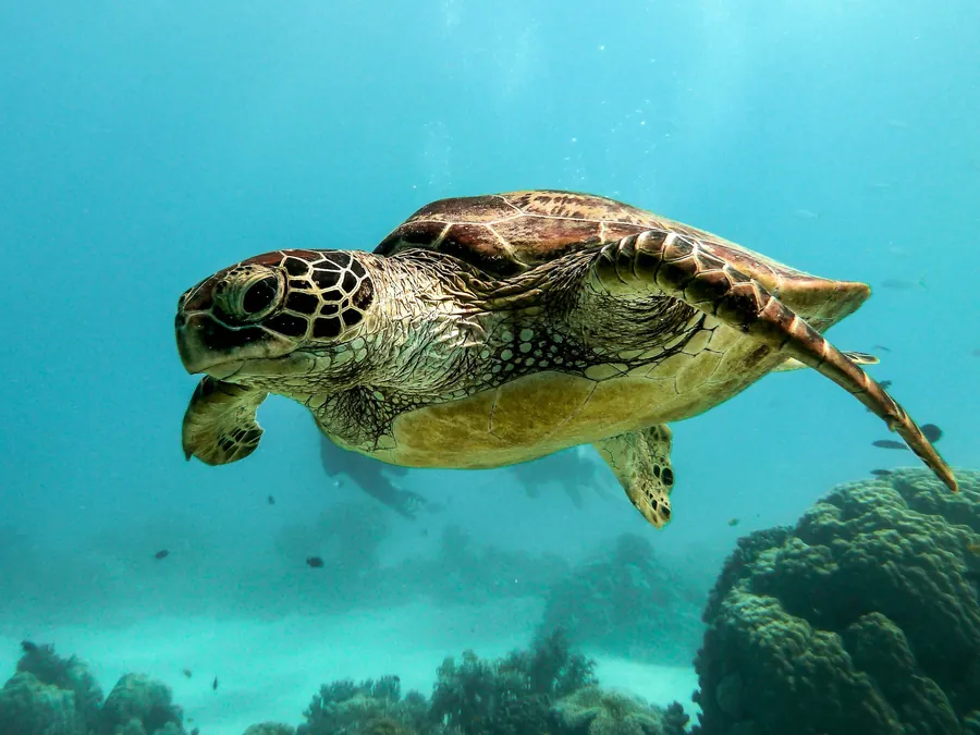 A green sea turtle swimming in clear water