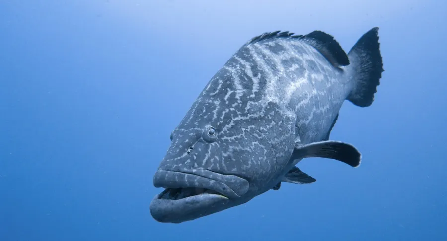 A grouper swimming in open blue water