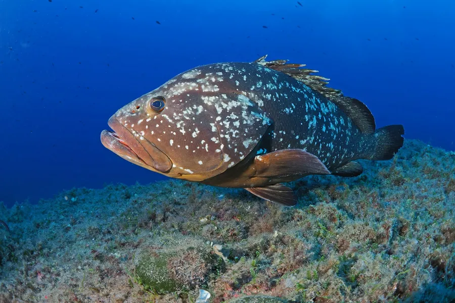 A grouper resting on the reef