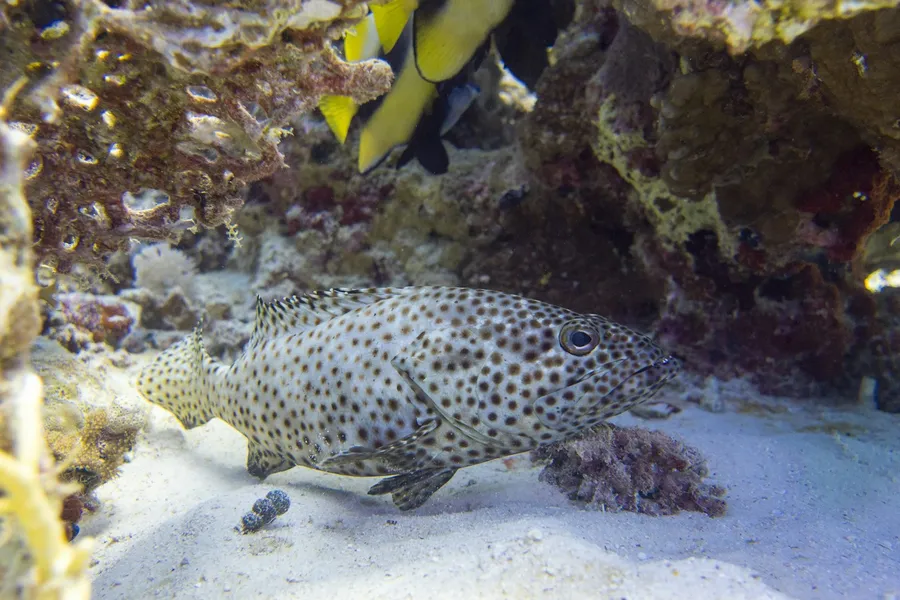 A spotted grouper resting on the sandy seafloor