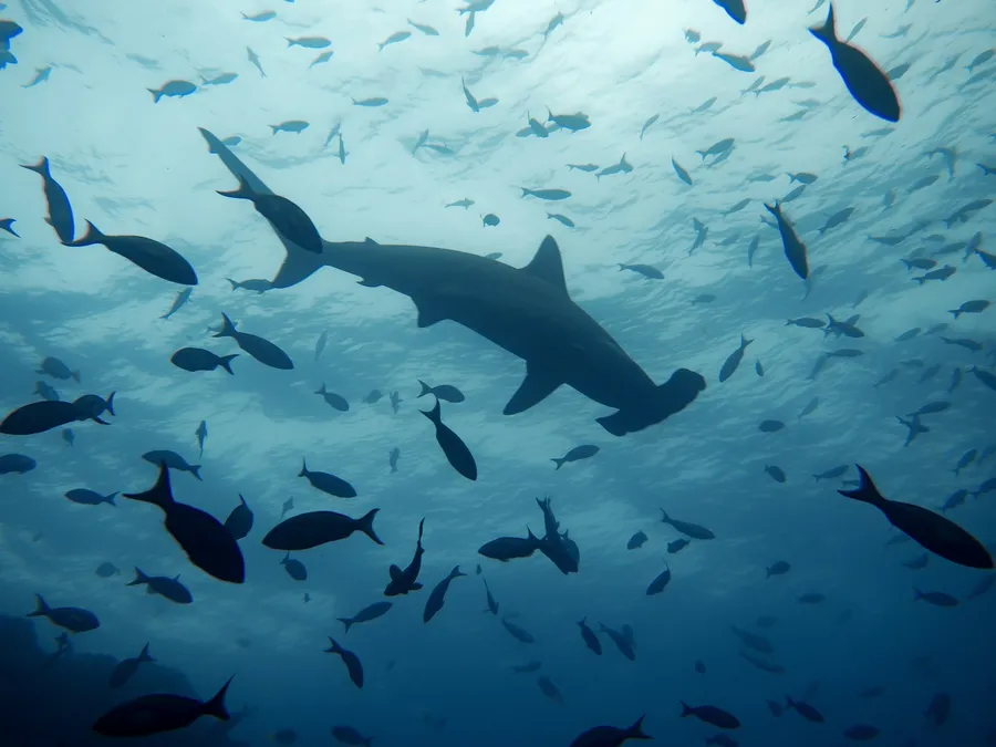A hammerhead shark swimming through a school of fish