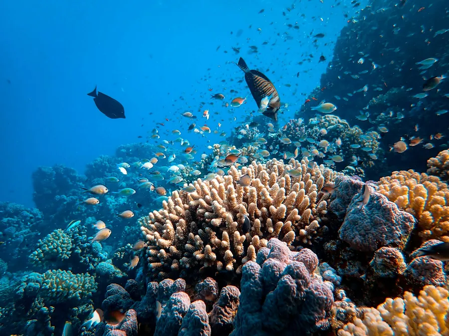 Fish swimming over a reef of hard coral