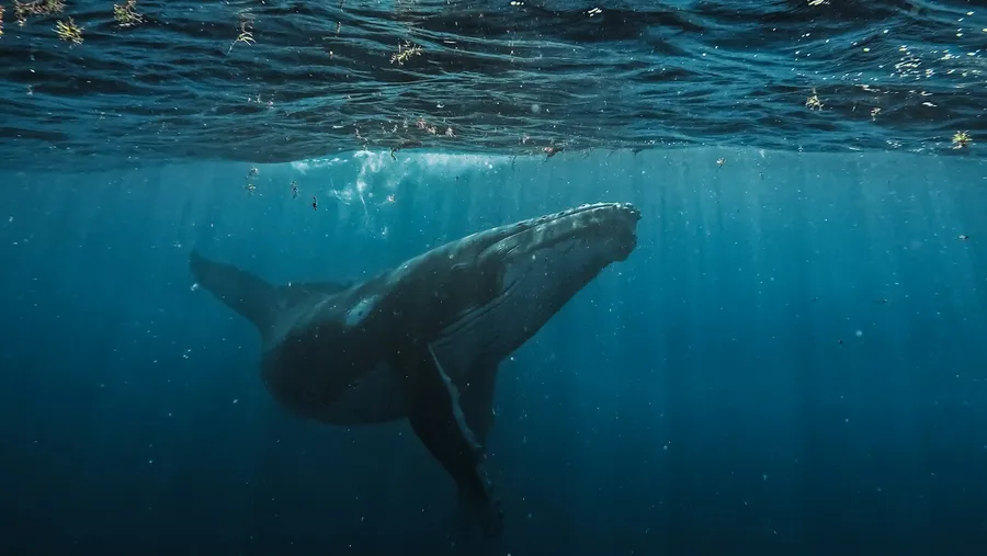 A young humpback whale swimming just under the surface