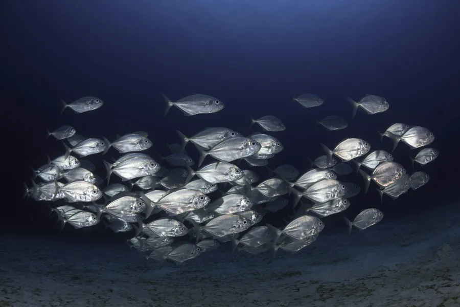 A tight school of silver jacks in deep water