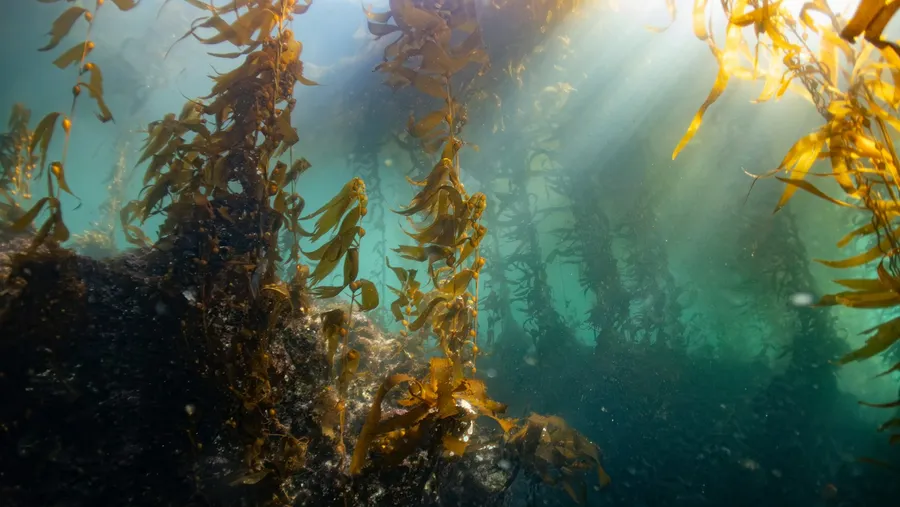 Sunlight streaming through a kelp forest