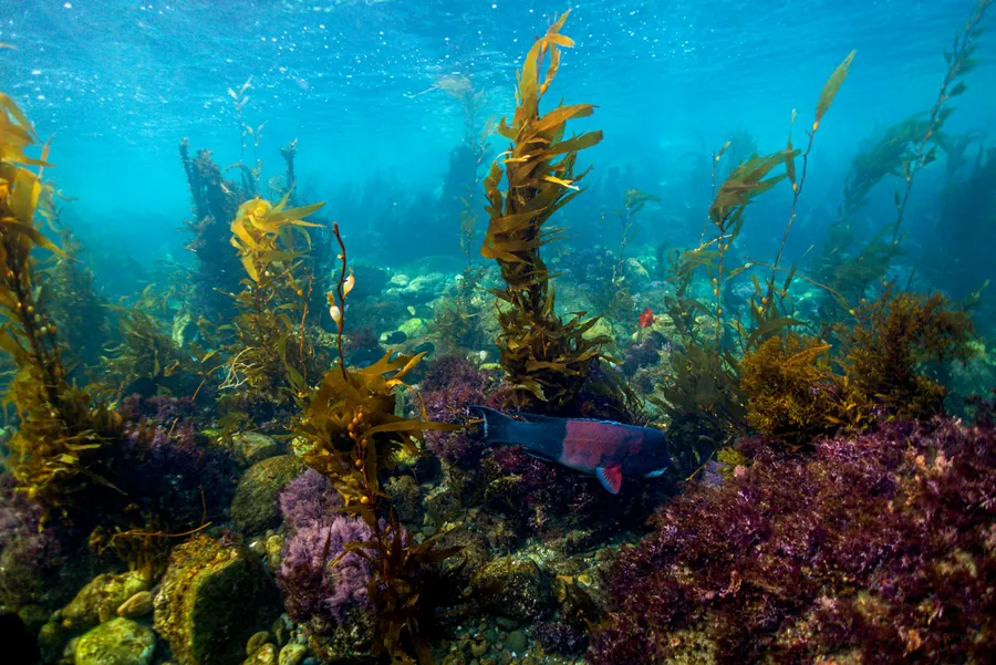Kelp and red algae on a shallow rocky reef