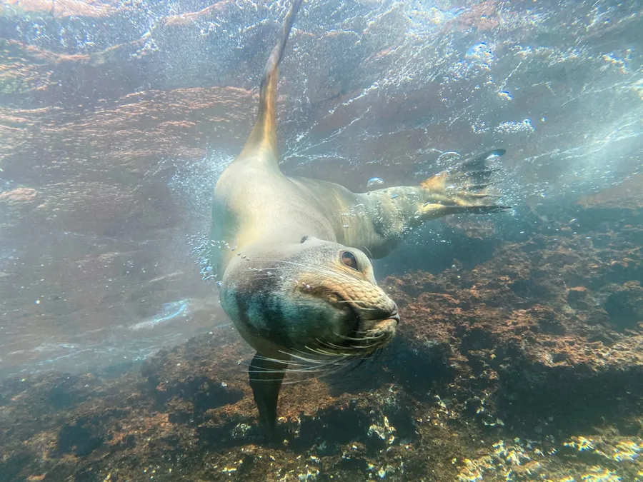 A sea lion swimming over a rocky reef