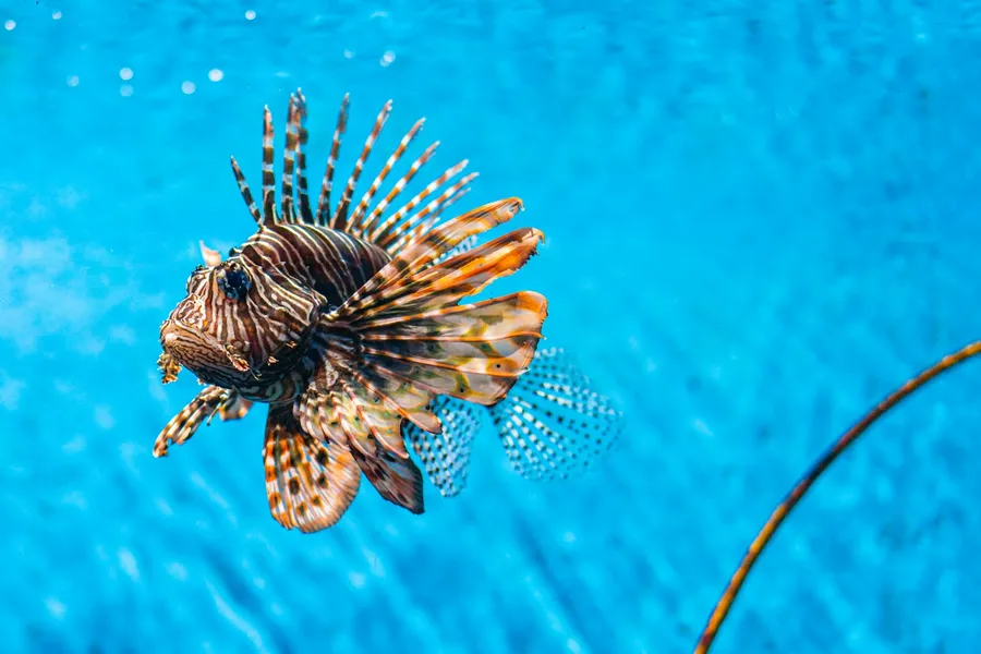 A lionfish swimming in bright blue water