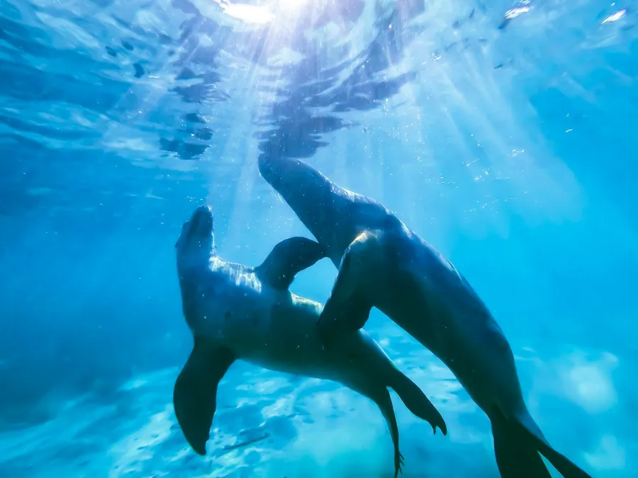 Two sea lions playing in bright blue water