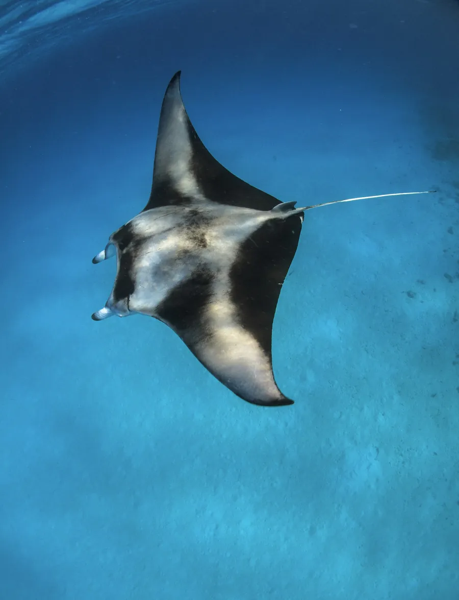 A manta ray seen from below