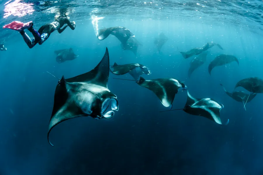 A group of manta rays in dim blue water