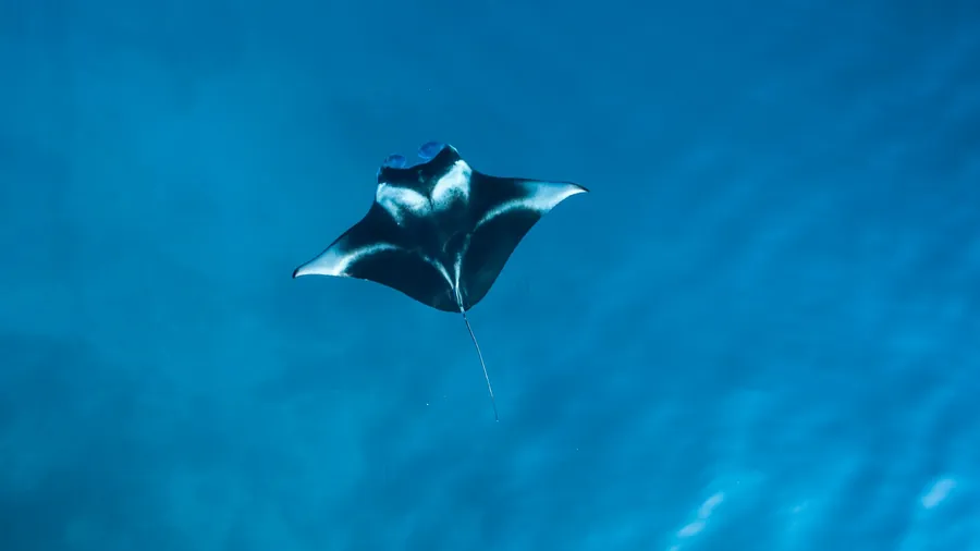 A manta ray in open blue water
