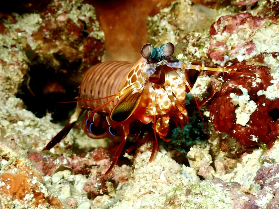 A mantis shrimp at the edge of its burrow on the reef