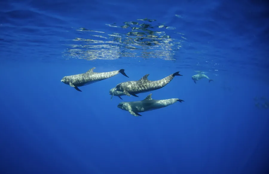 A pod of melon-headed whales swimming below the surface