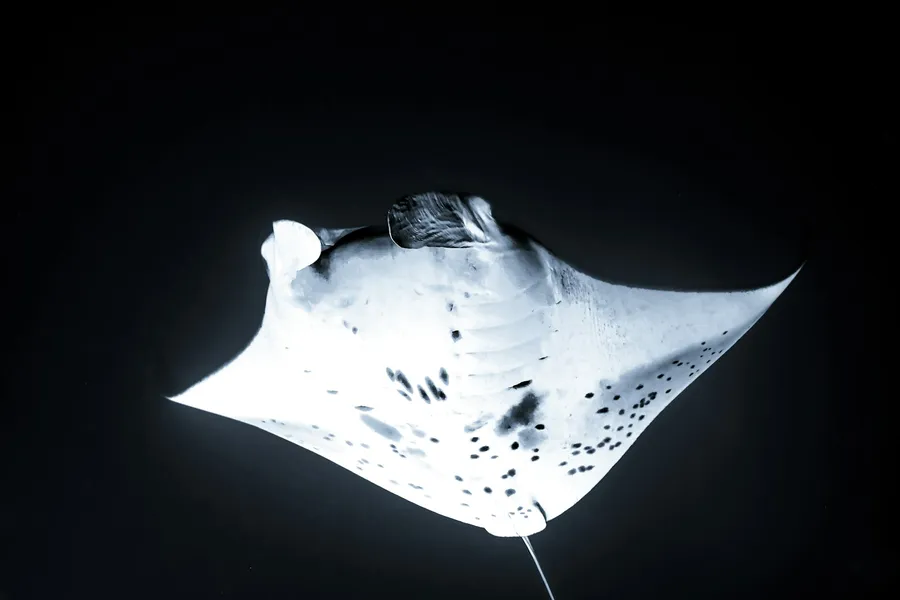 A mobula ray gliding against a dark sea