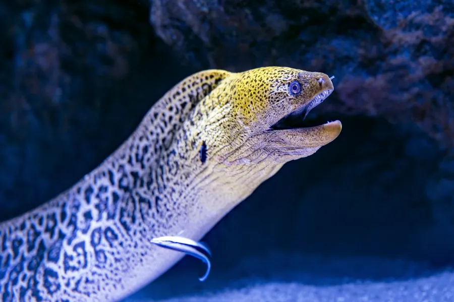 A yellow-spotted moray eel looking out from the reef