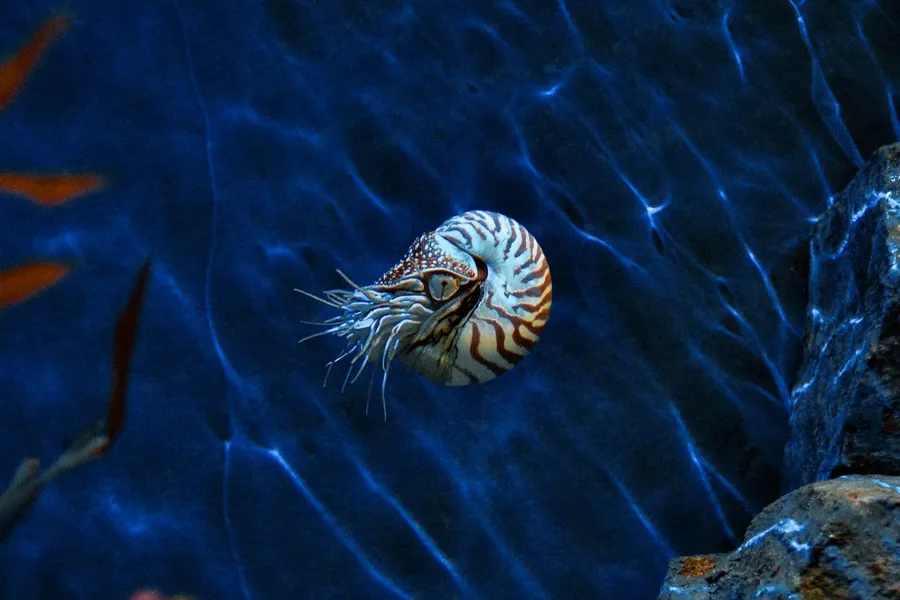 A nautilus swimming in deep blue water