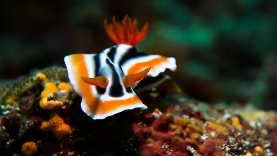 A black, white, and orange nudibranch