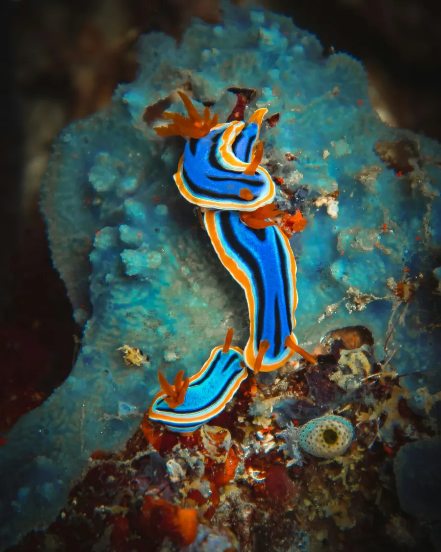 A blue, white, and orange nudibranch