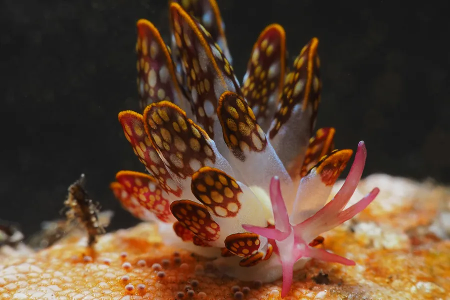 An orange and white nudibranch on the reef