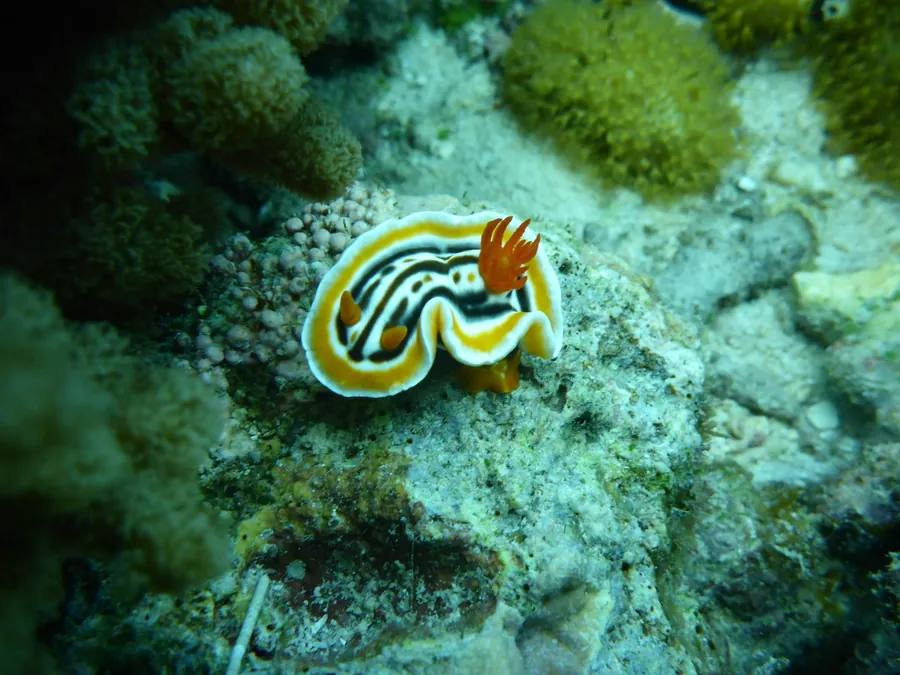 A yellow and black striped nudibranch