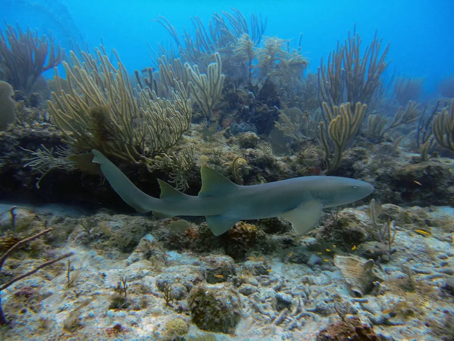 A nurse shark resting on the reef beside sea plants