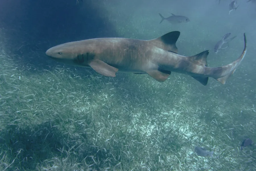 A nurse shark gliding over a seagrass bed