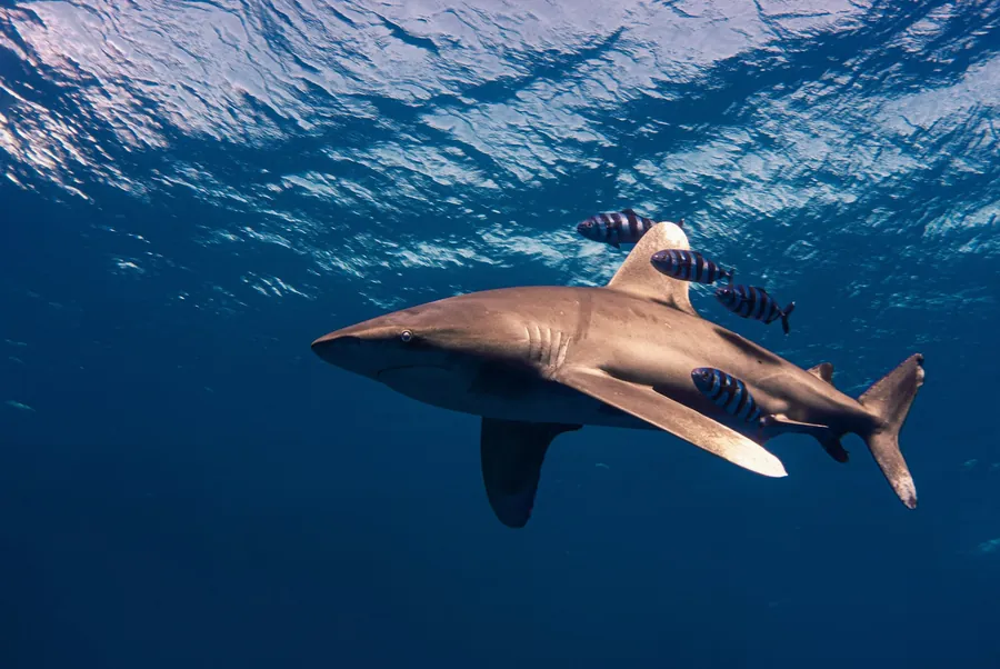 An oceanic whitetip shark near the surface