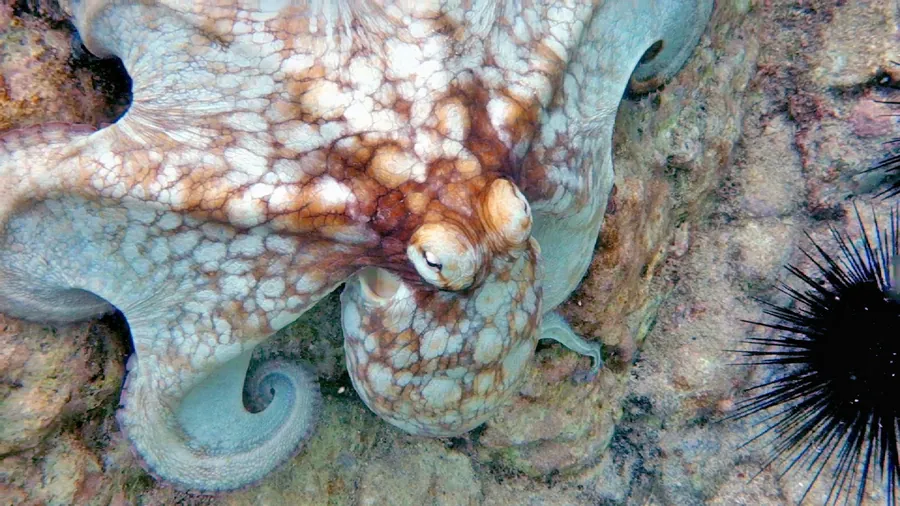 An octopus blending into the reef