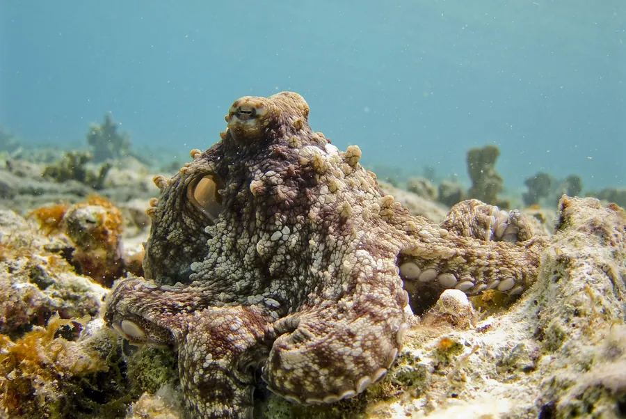 An octopus on the reef