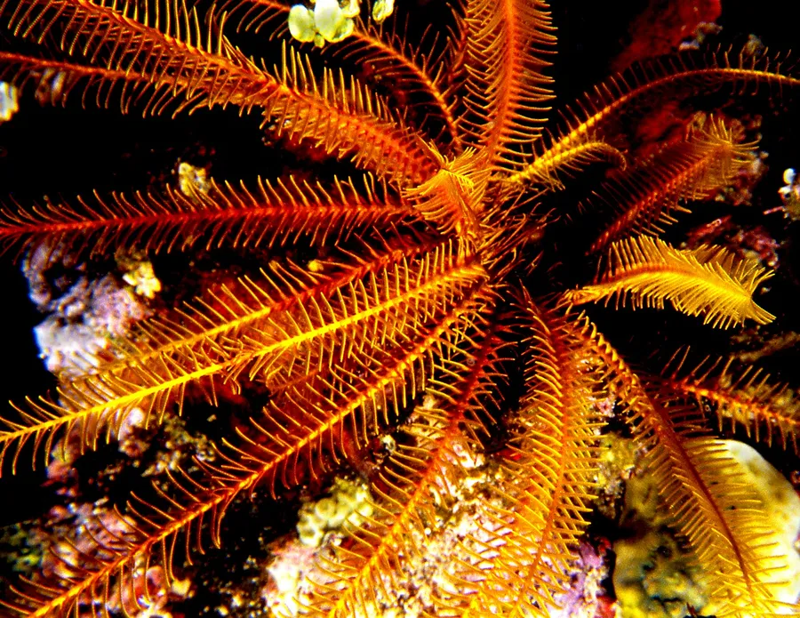 A bright orange feather star spread across the reef